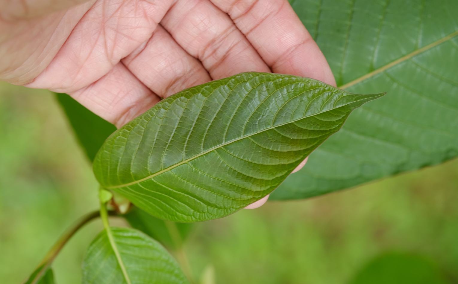 kratom rozvoz (1)